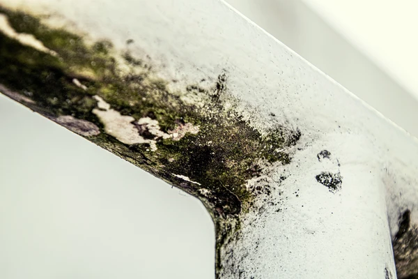 Mold on Drywall